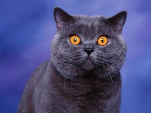 British Shorthair bleu