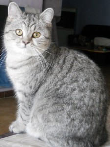 british shorthair blue tabby